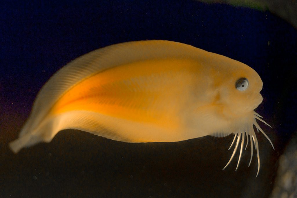 やわらかくてプヨプヨの体が特徴のサケビクニン/沼津港深海水族館(静岡県/沼津市)