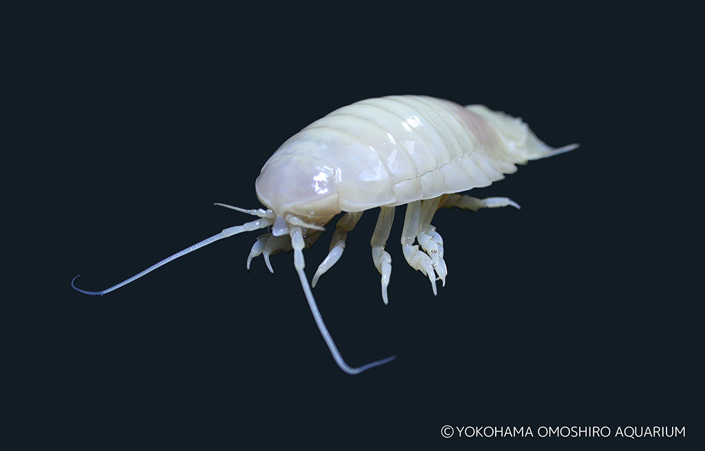 珍しいアルビノ個体のオオグソクムシ“しろまる”/ヨコハマおもしろ水族館・赤ちゃん水族館(神奈川県/横浜市)