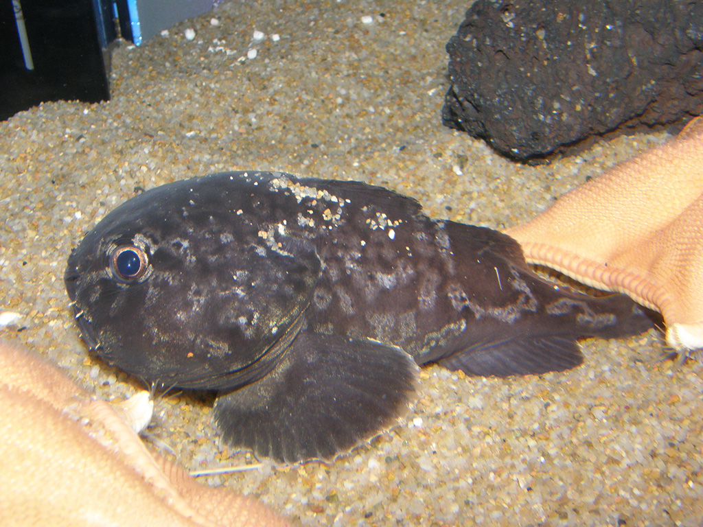 ずんぐるむっくりの姿と目が妙にかわいいアカドンコ/ヨコハマおもしろ水族館・赤ちゃん水族館(神奈川県/横浜市)