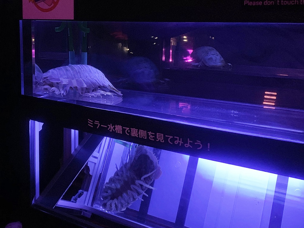 ダイオウグソクムシの裏側まで観察できる「深海展示コーナー」/ほたるいかミュージアム(富山県/滑川市)