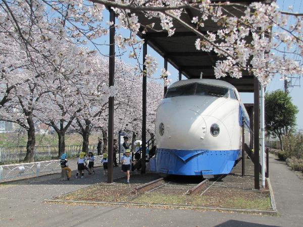 0系新幹線の車両展示と桜/新幹線公園(大阪府/摂津市)