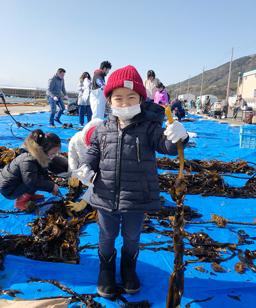 早採りワカメオーナー制度/須磨海水浴場(兵庫県/神戸市須磨区)