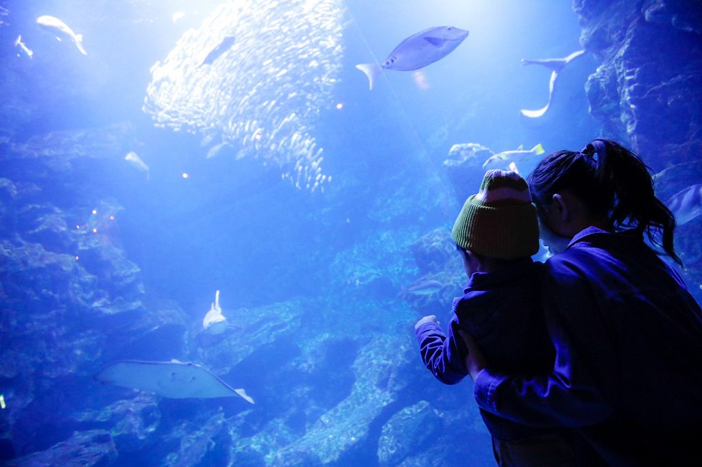水槽を見つめる子どもたち/京都水族館(京都府/京都市)