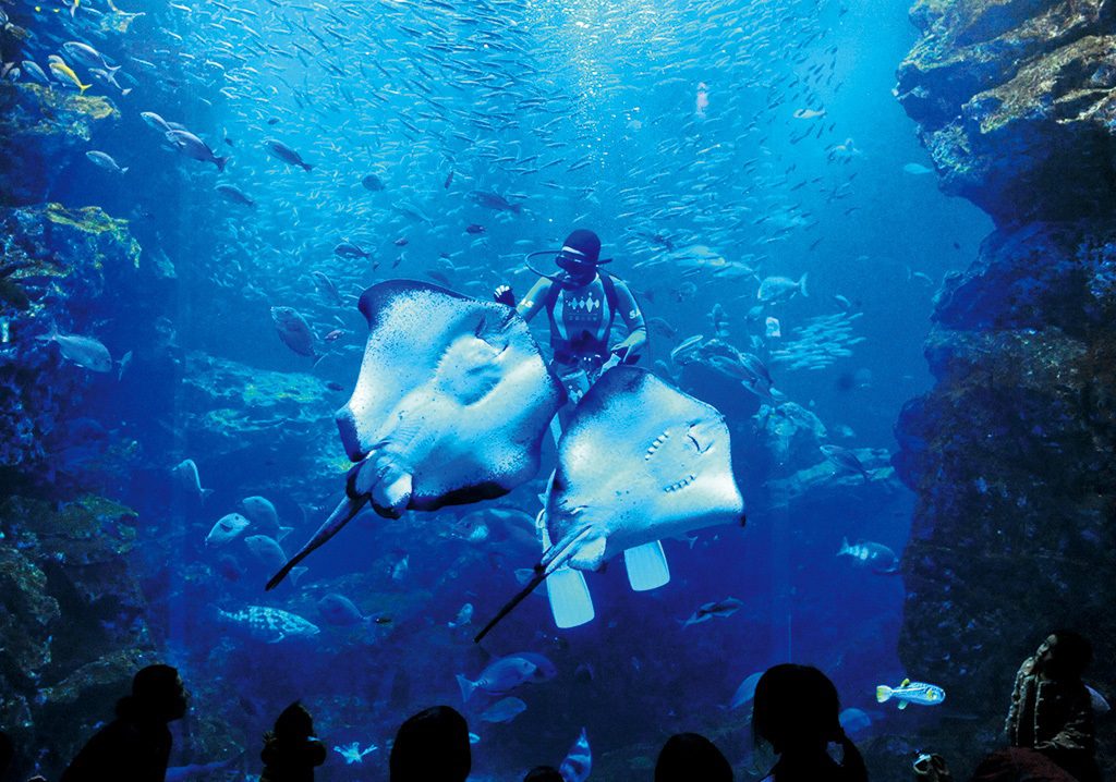 エイやマイワシが飼育スタッフの周りに集まる「魚たちのごはんタイム」/京都水族館(京都府/京都市)