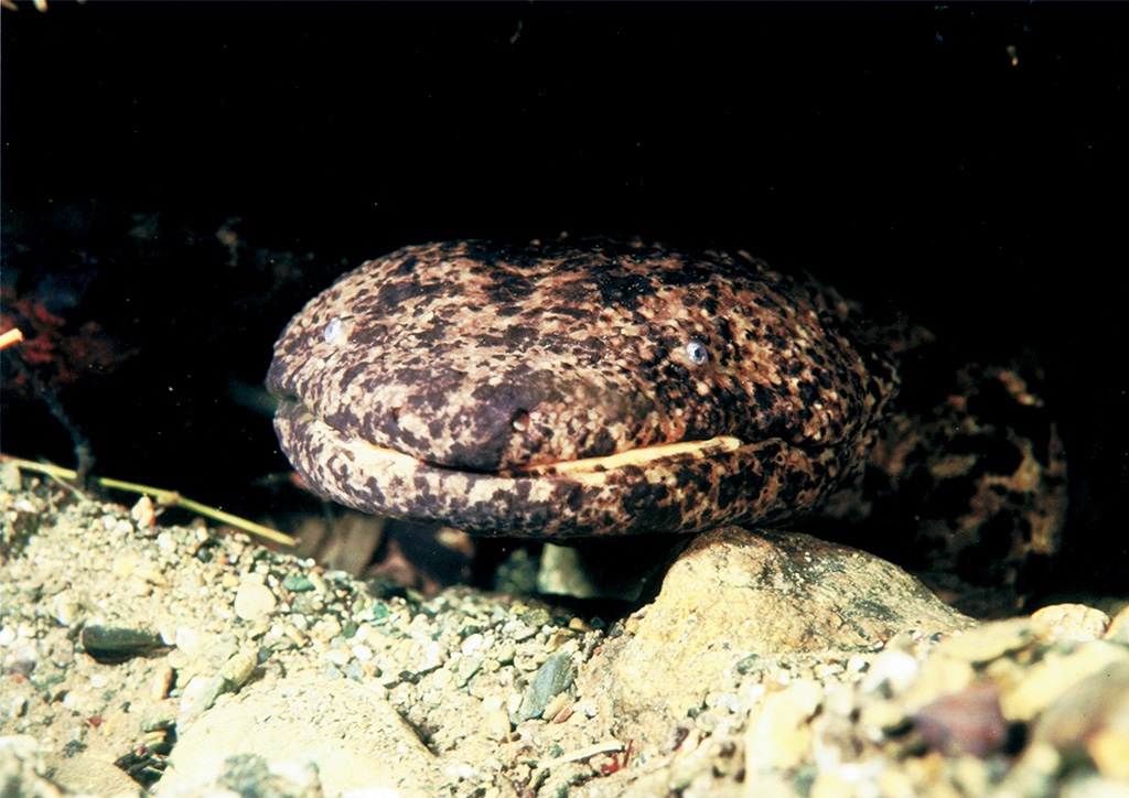 オオサンショウウオが人気!「京都水族館」は水が豊かな京都がテーマ