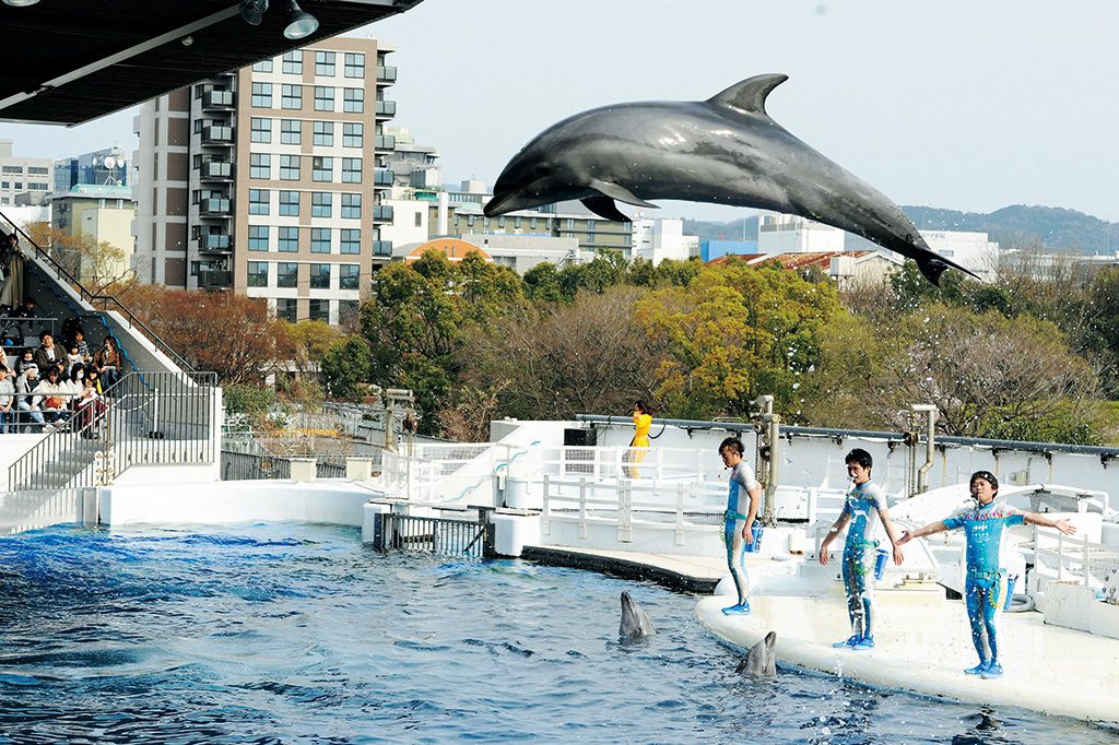 イルカスタジアムでのイルカのパフォーマンス/京都水族館(京都府/京都市)