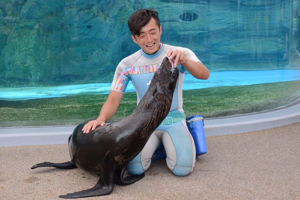 ミナミアメリカオットセイに飼育スタッフがごはんをあげるようす/京都水族館(京都府/京都市)