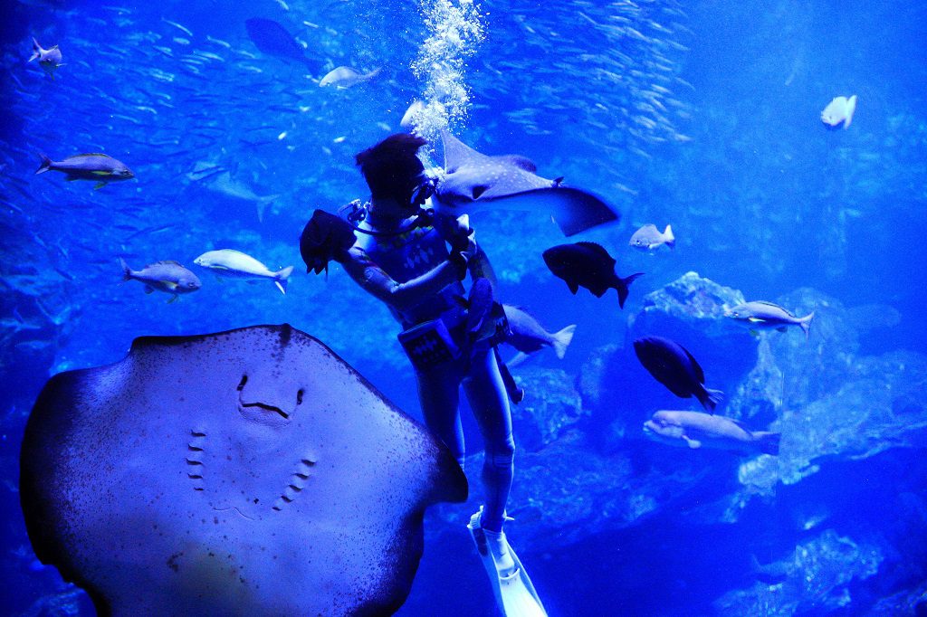 飼育スタッフからごはんをもらうエイが迫力/京都水族館(京都府/京都市)