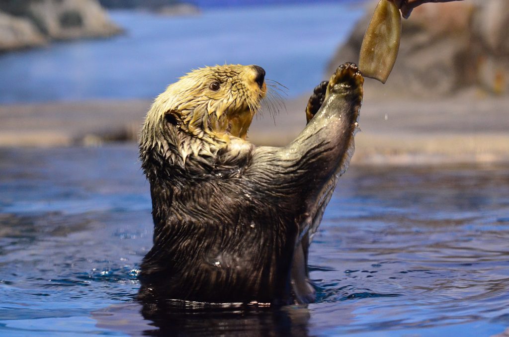 餌をもらうラッコはかわいさ満点/新潟市水族館マリンピア日本海(新潟県/新潟市)