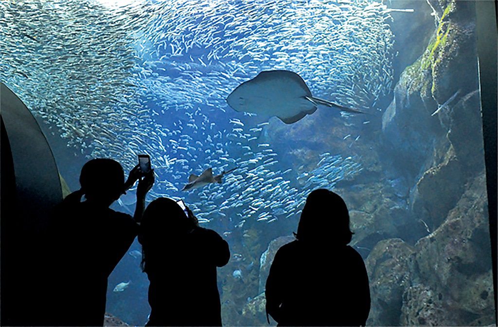 マリントンネルから見上げる日本海大水槽は幻想的/新潟市水族館マリンピア日本海(新潟県/新潟市)