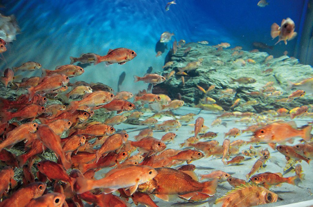 アカムツ(ノドグロ)水槽は赤が鮮やか/新潟市水族館マリンピア日本海(新潟県/新潟市)