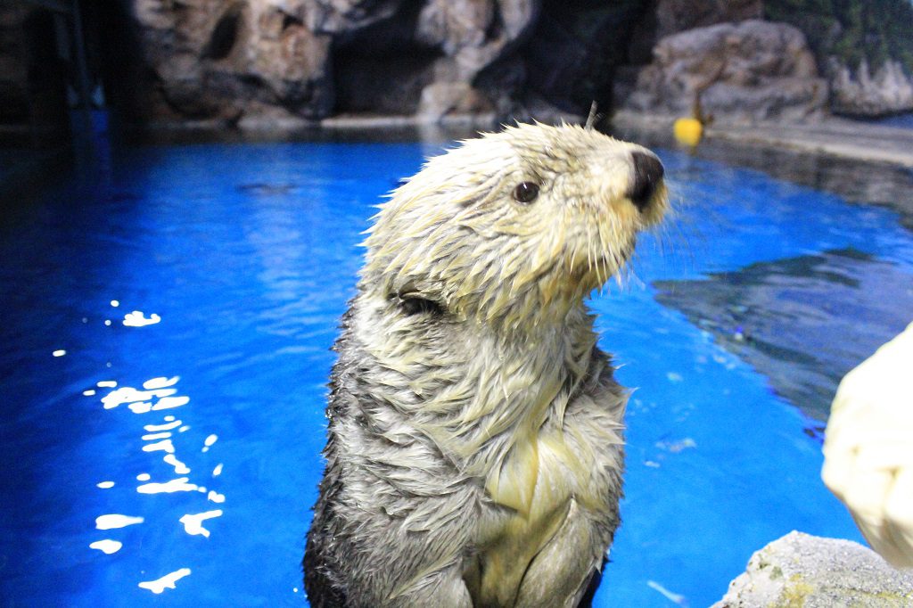 顔を出したかわいいラッコ/新潟市水族館マリンピア日本海(新潟県/新潟市)