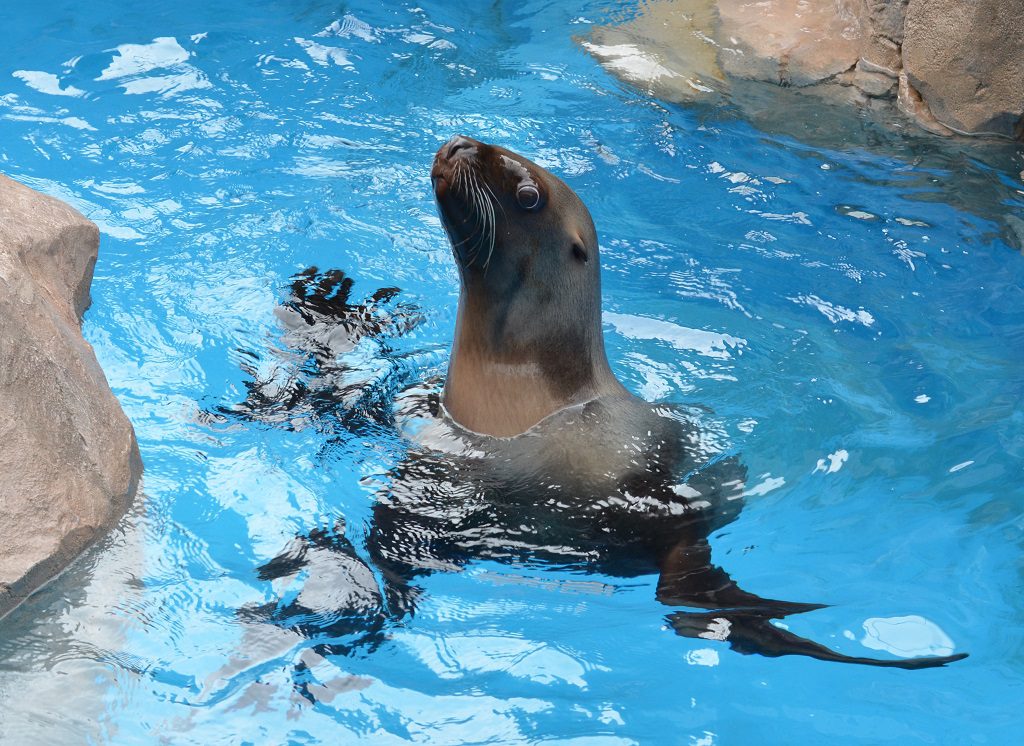 カリフォルニアアシカ/新潟市水族館マリンピア日本海(新潟県/新潟市)