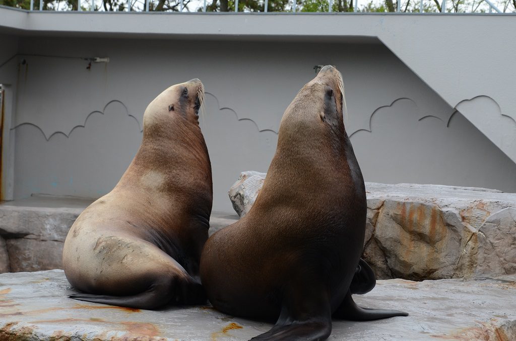 どっしりとしたトド/新潟市水族館マリンピア日本海(新潟県/新潟市)