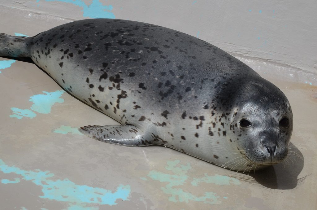 かわいいゴマフアザラシ/新潟市水族館マリンピア日本海(新潟県/新潟市)