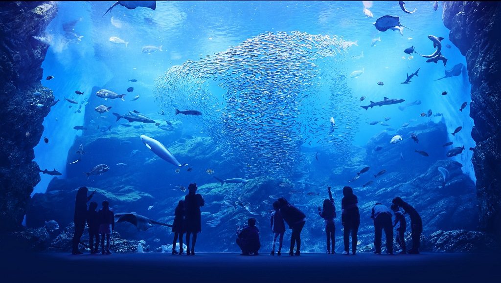 三陸の海を再現した巨大水槽/仙台うみの杜水族館(宮城県/仙台市)