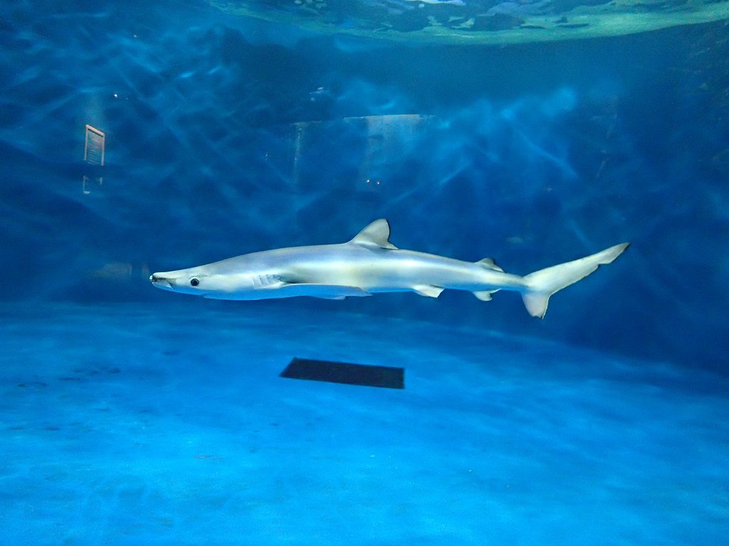 インディゴブルーの美しい背中が特徴のヨシキリザメ/仙台うみの杜水族館(宮城県/仙台市)