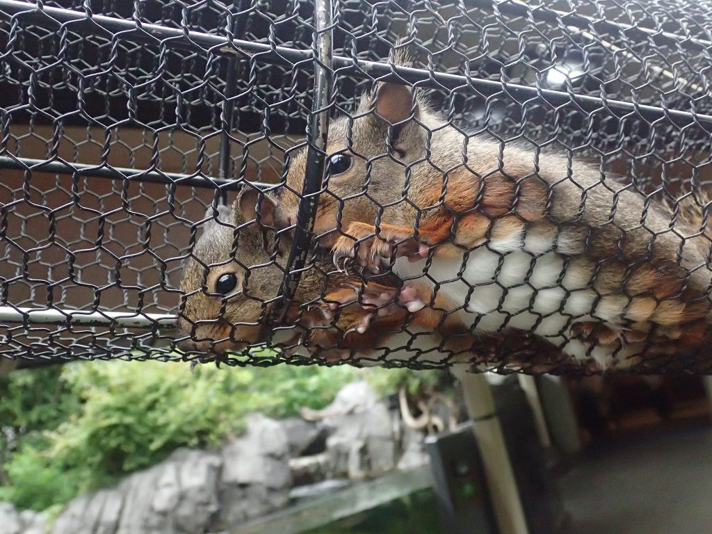 1階の山・里・川エリアで展示しているニホンリス/仙台うみの杜水族館(宮城県/仙台市)
