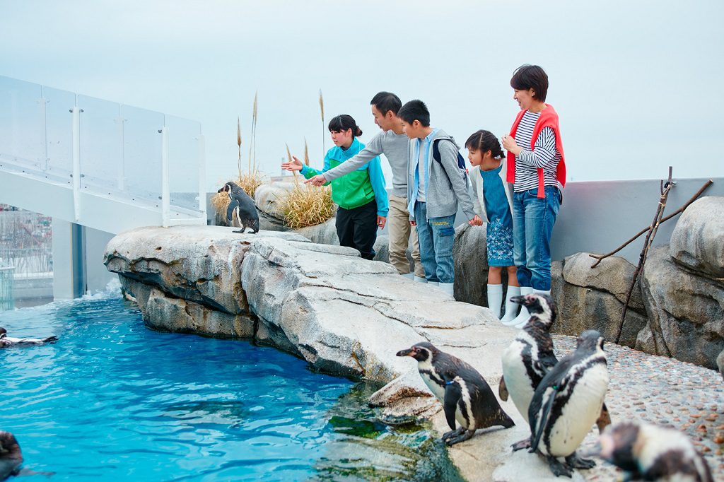 ペンギンやカワウソなどとふれあえる体験プログラム/仙台うみの杜水族館(宮城県/仙台市)