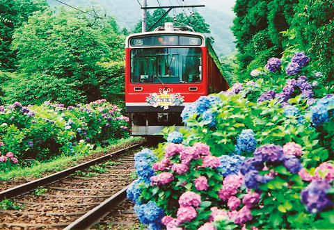 四季折々の景色を楽しめるスイッチバック方式の山岳鉄道/箱根登山電車(神奈川県/箱根町)