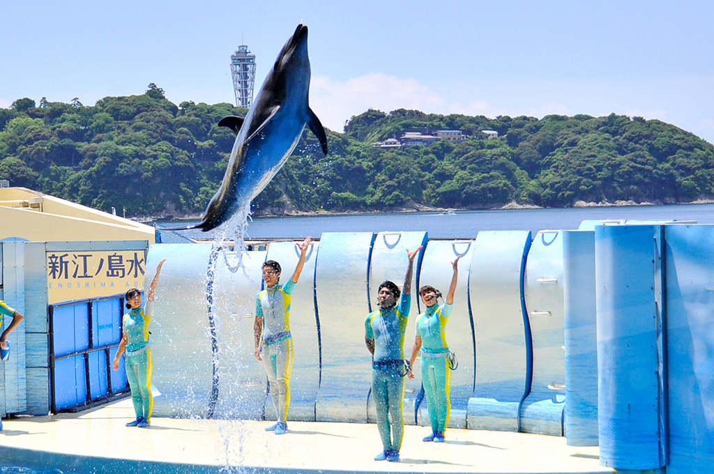 イルカ・アシカショー「きずな/kizuna」/新江ノ島水族館(神奈川県/藤沢市)
