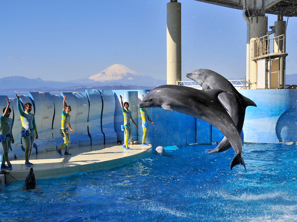 イルカ・アシカショー「きずな/kizuna」/新江ノ島水族館(神奈川県/藤沢市)