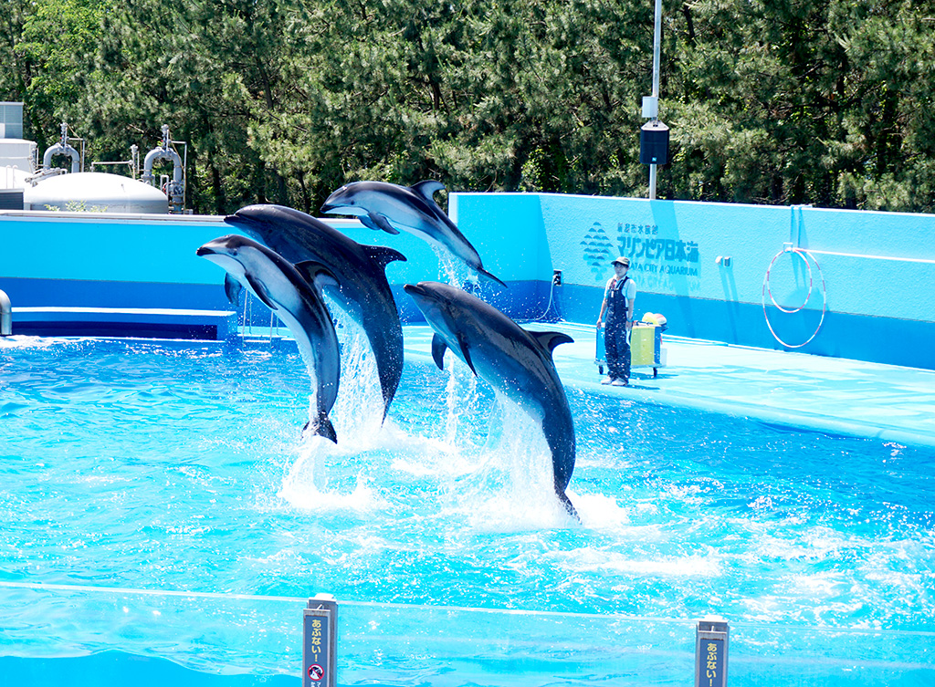 イルカショー/新潟市水族館 マリンピア日本海(新潟県/新潟市)