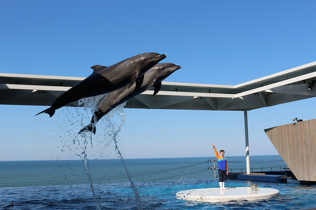 「ドルフィンパフォーマンス」日本海をバックにイルカがジャンプする風景/上越市立水族博物館 うみがたり(新潟県/上越市)