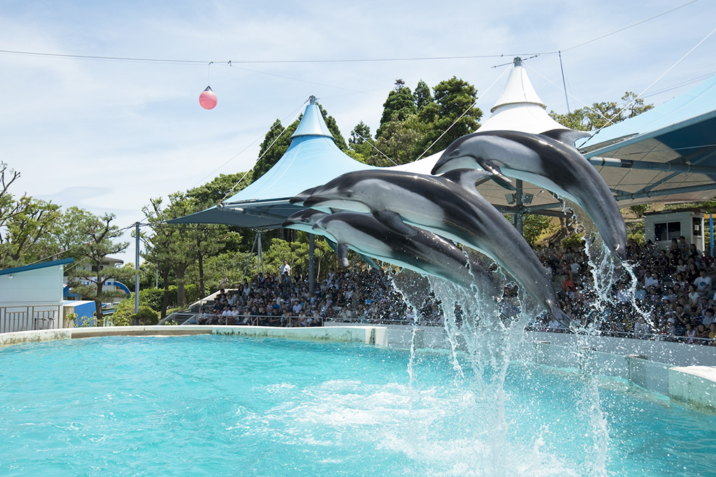 空高くジャンプするカマイルカたち/のとじま水族館(石川県/七尾市)