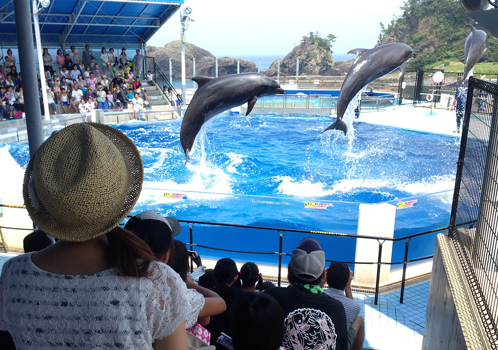 どきどき・わくわくイルカショー/越前松島水族館(福井県/坂井市)