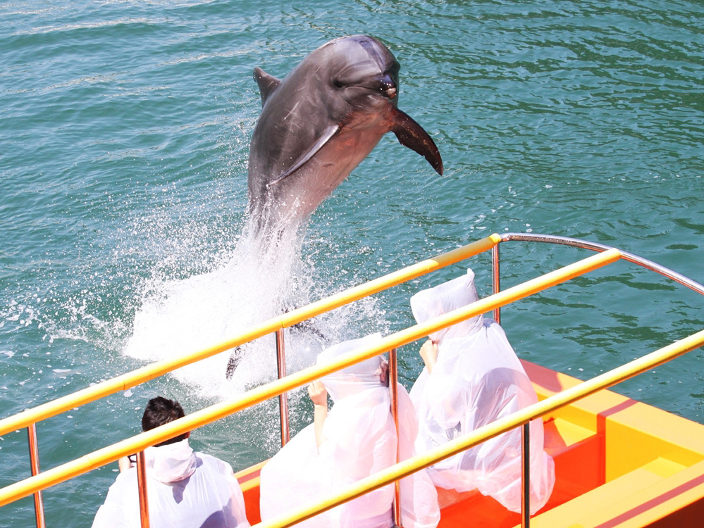 ワンダーオーシャン 海上ステージ イルカショー/下田海中水族館(静岡県/下田市)
