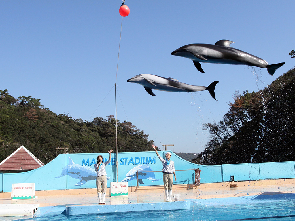 マリンファンタジー カマイルカとアシカのショー/下田海中水族館(静岡県/下田市)