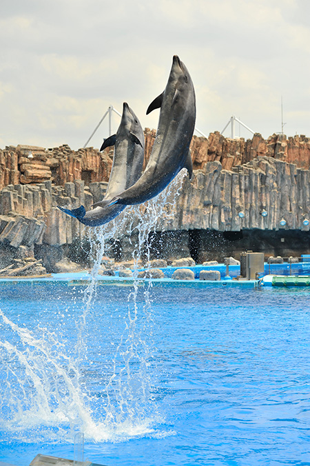 イルカパフォーマンス/名古屋港水族館(愛知県/名古屋市)