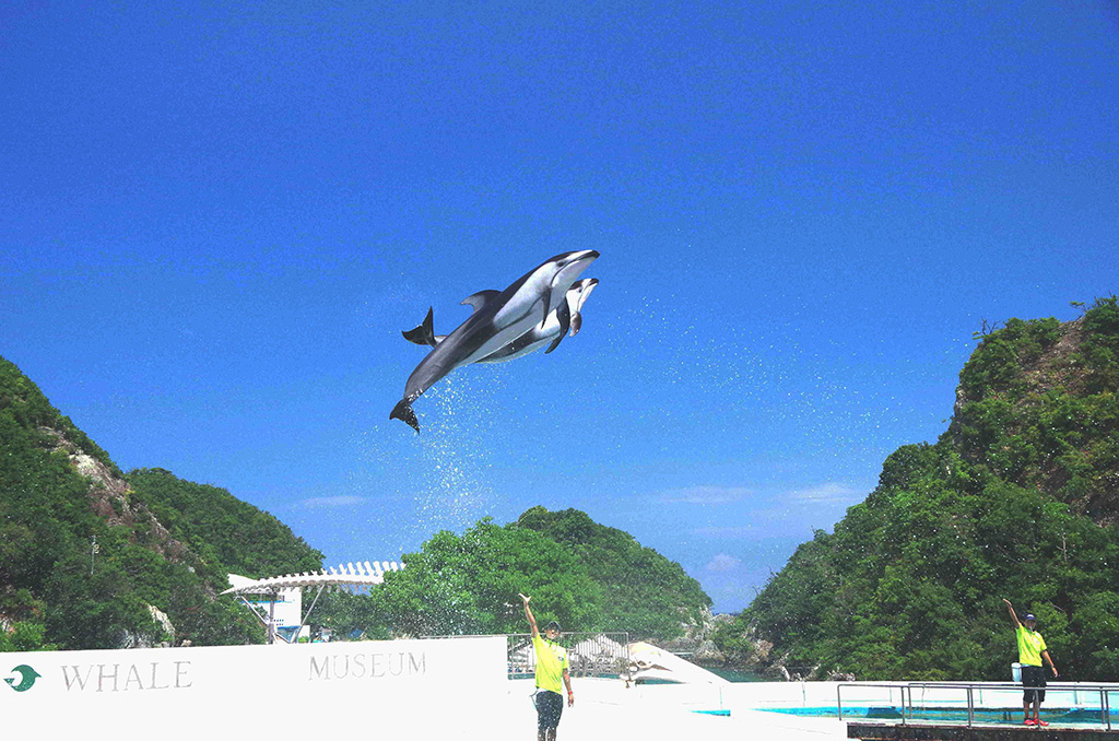 空高くジャンプするカマイルカ/太地町立 くじらの博物館(和歌山県/太地町)
