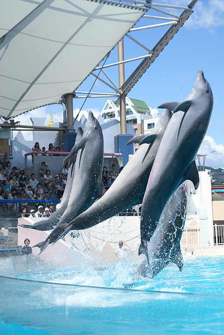 イルカライブ/神戸市立須磨海浜水族園(兵庫県/神戸市)
