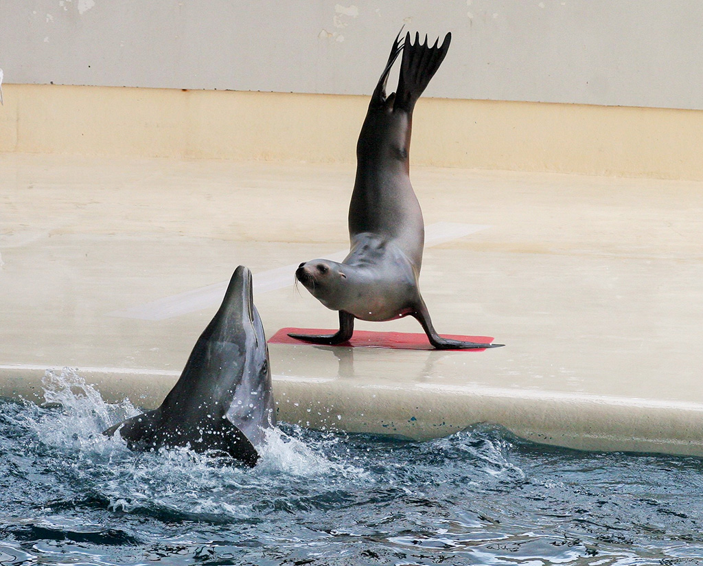 アクアシアター/下関市立しものせき水族館 海響館(山口県/下関市)