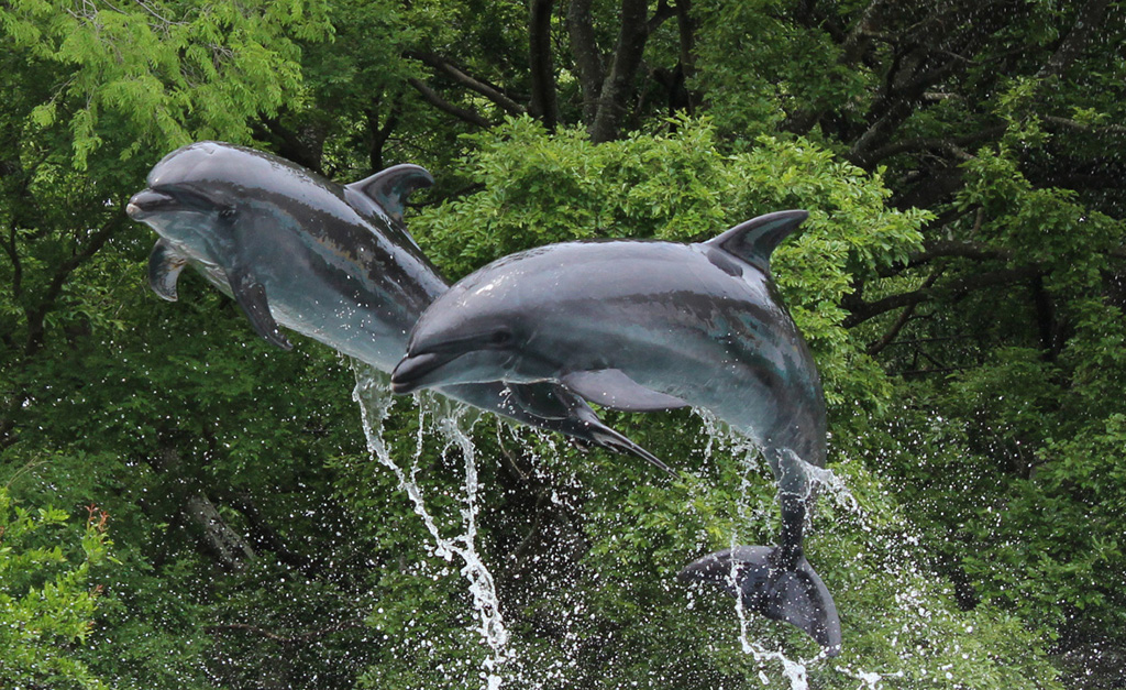 イルカライブ/新屋島水族館(香川県/高松市)
