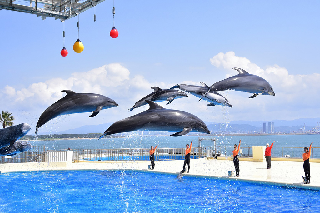 イルカ・アシカショー/マリンワールド海の中道(福岡県/福岡市)"