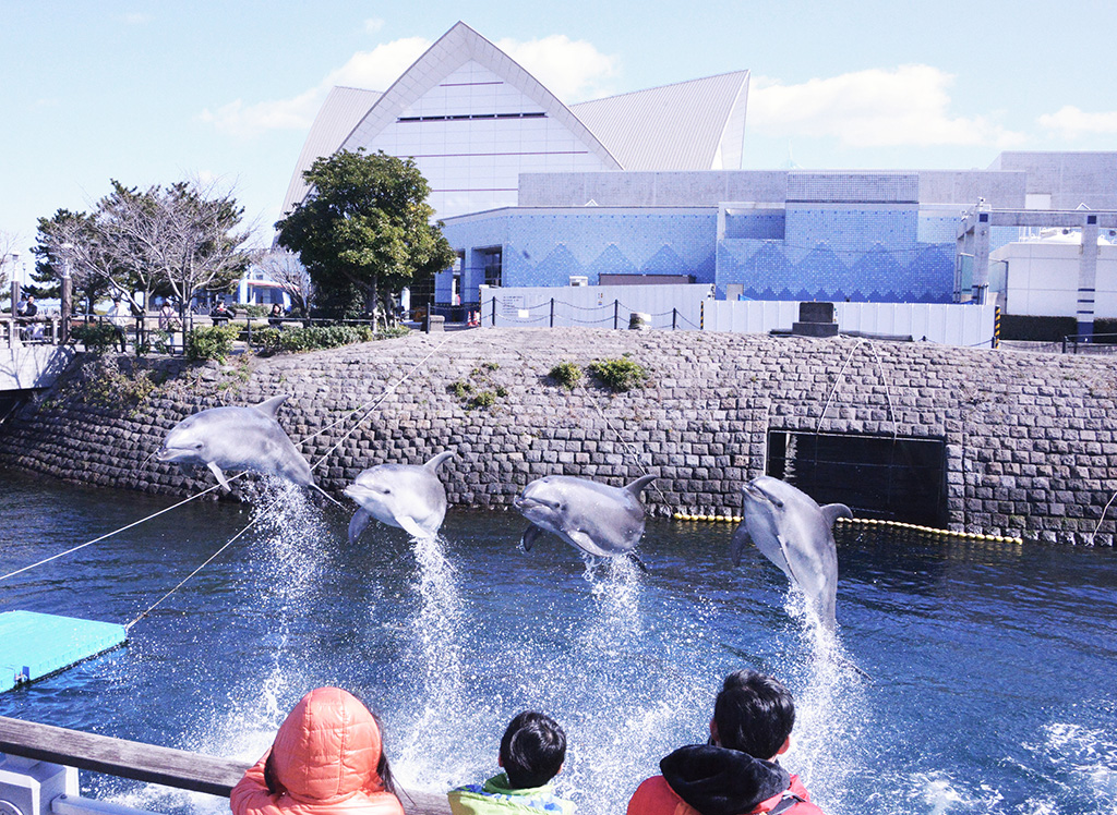 青空イルカウォッチング/いおワールド かごしま水族館(鹿児島県/鹿児島市)