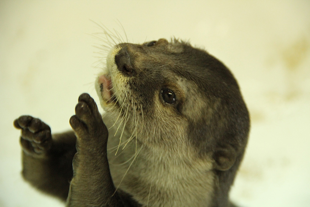 小さな手がかわいいカワウソ/南知多ビーチランド(愛知県/美浜町)