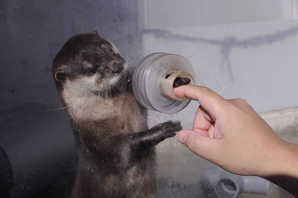 フニャっとした手がかわいいカワウソ/京急油壺マリンパーク(神奈川県/三浦市)