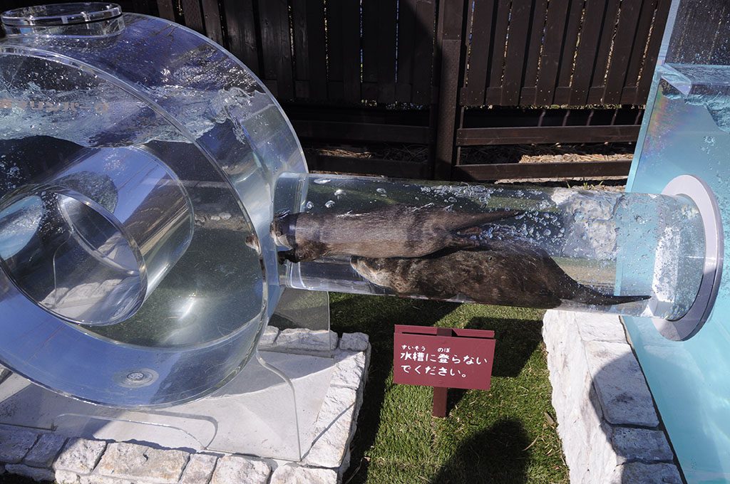 透明なドーナツ型の水槽で遊ぶカワウソ/京急油壺マリンパーク(神奈川県/三浦市)