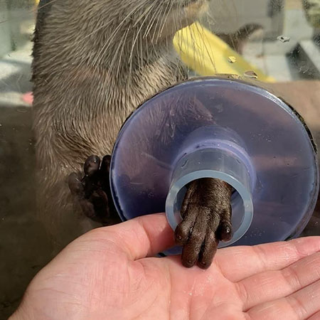 コツメカワウソの手/下田海中水族館(静岡県/下田市)