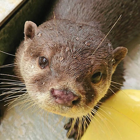 つぶらな瞳がかわいいコツメカワウソ/下田海中水族館(静岡県/下田市)