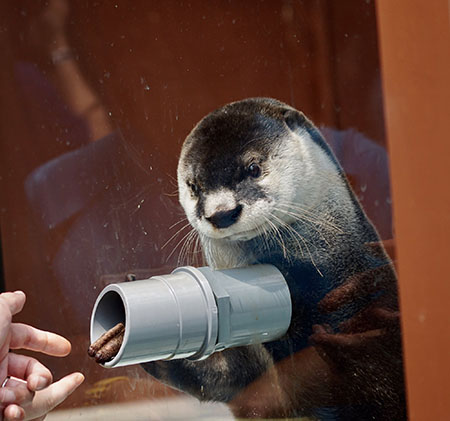 貴重なツメナシカワウソ/伊勢夫婦岩ふれあい水族館シーパラダイス(三重県/伊勢市)