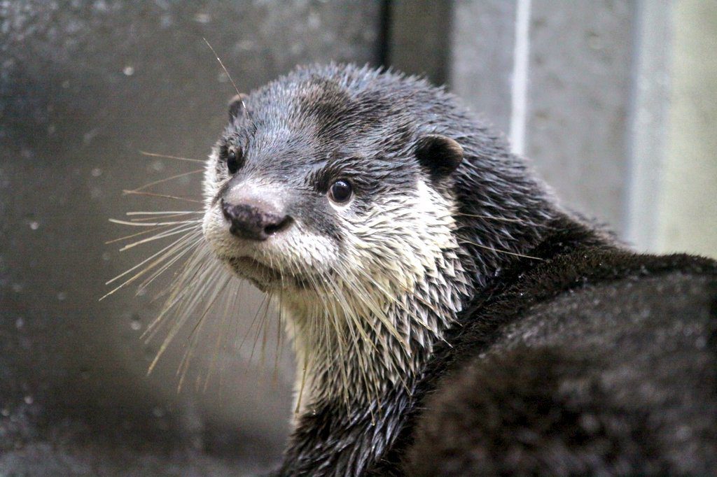 東日本で唯一見られるツメナシカワウソ/仙台うみの杜水族館(宮城県/仙台市)