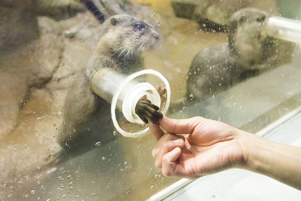 おやつをつかむときのカワウソの表情に注目/のとじま水族館(石川県/七尾市)