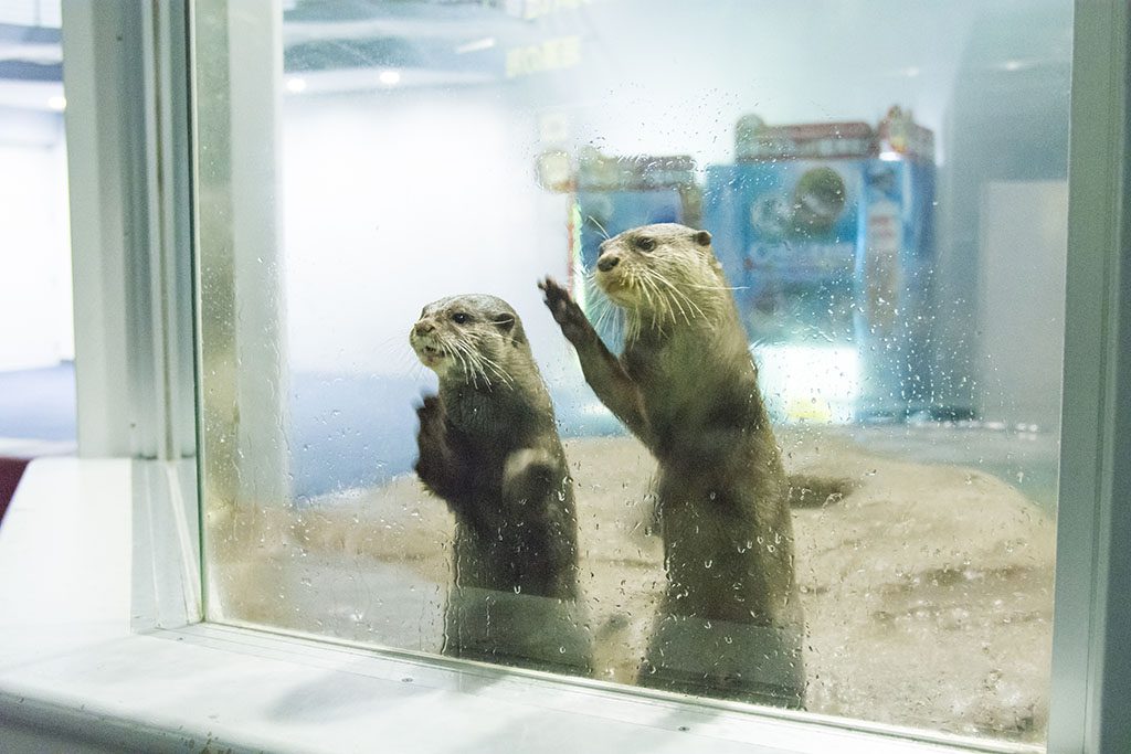 ガラス越しに近寄ってくるカワウソ/のとじま水族館(石川県/七尾市)