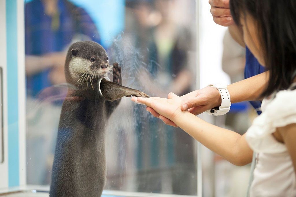 カワウソが小さい穴から手を出してタッチ/宮島水族館 みやじマリン(広島県/廿日市市)