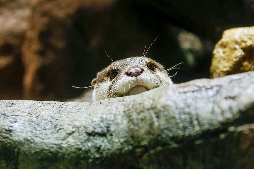 カワウソは展示室での仕草や表情もかわいい/宮島水族館 みやじマリン(広島県/廿日市市)
